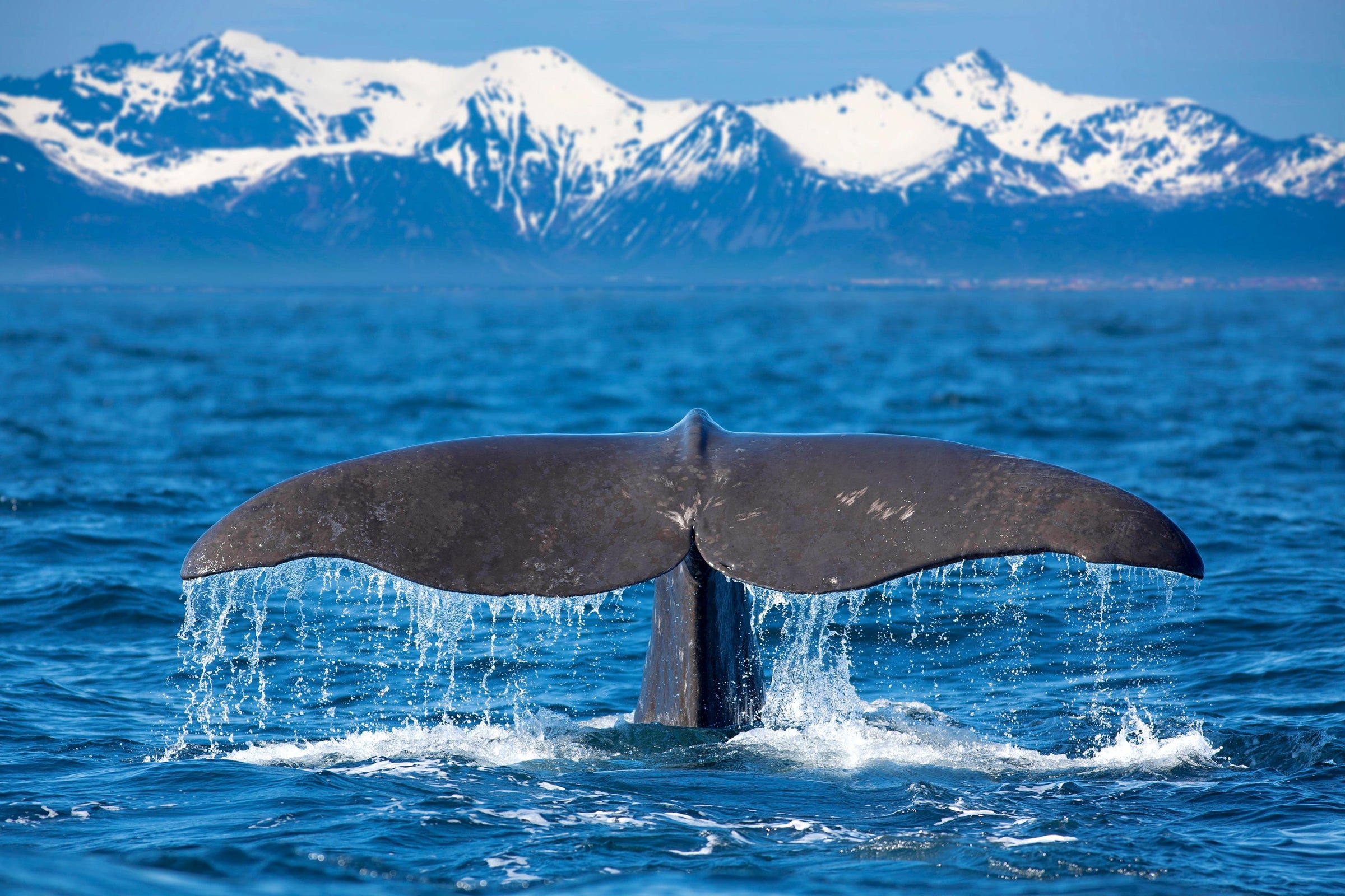 Whale tail in the ocean with snow-capped mountains in the background