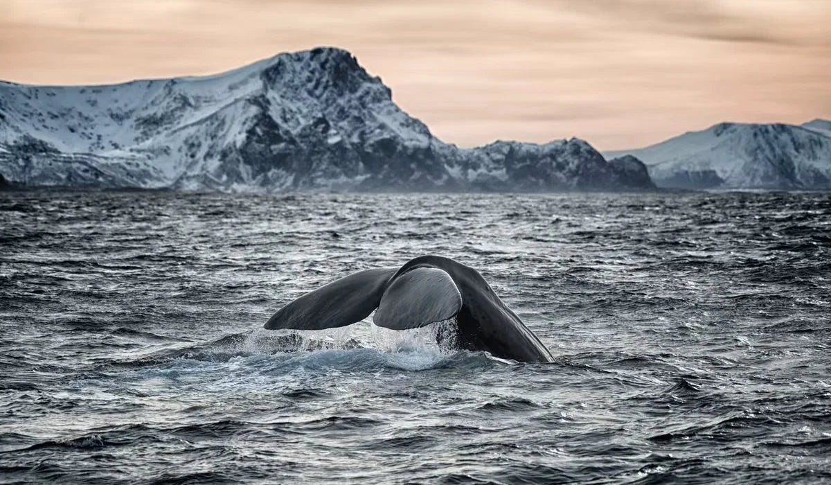 Whale tail emerging from water with snowy mountains in the background
