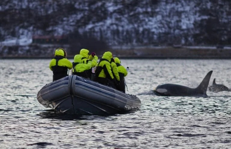 People in yellow vests on a boat observing orcas in the water with a snowy landscape.