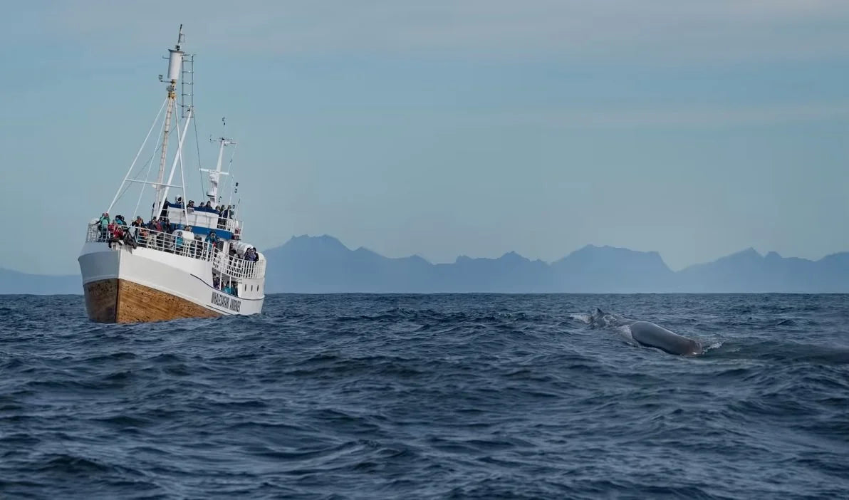 Sea, a boat and a whale with mountains in the background